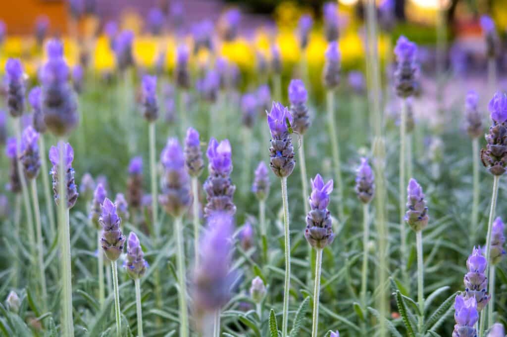 Natural background with natural lavender flowers